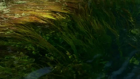 Algae at the bottom of the river Stock Footage 266987192