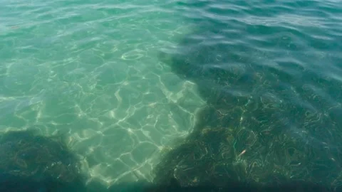 Algae At The Bottom Of The Sea Stock Footage 158051122