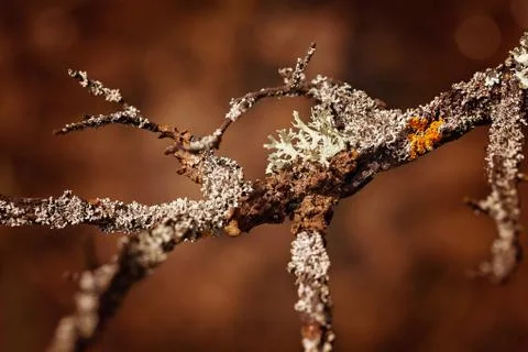 Algae on a branch Foto stock gratuite