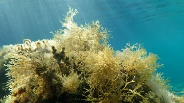 Algae branches swaying in water current in Mediterranean sea Stock Footage 85822627