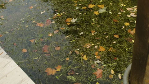 Algae Build-Up Near Floating Dock in Shallow Part of River Video stock 327721063