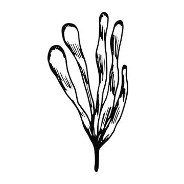 Algae bush isolated vector marine plants on white background Stock Illustration