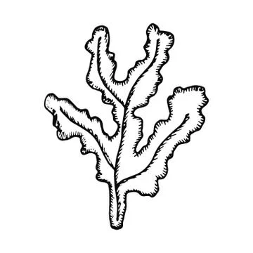 Algae bush isolated vector. marine plants Stock-Illustration