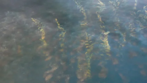 Algae in the calm water of the lake and reflecting clouds Stock Footage