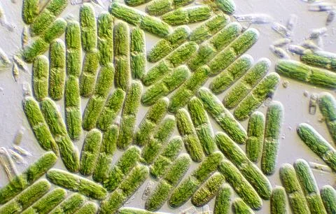 Algae carpet of green algae with chloroplasts Stock-Fotos