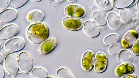 Algae cells, microscope 1000x 스톡 동영상 311038415