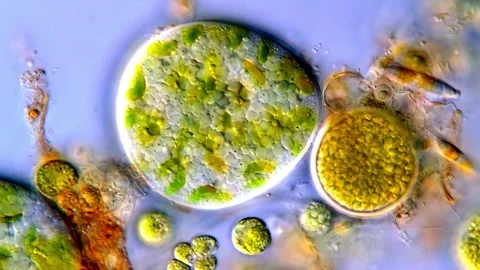 Algae cells under microscope, Green algae in pond water, 400x 動画素材 317885706