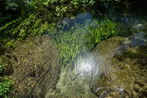 Algae in clean, clear pond water. Stock Photos