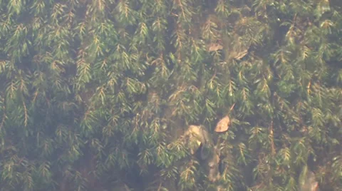 Algae in the clear stream beneath the water mill Stock Footage 35956225