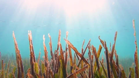 Algae Close Up, Sunny Day, Slow Motion, Underwater View Stock Footage 150708951