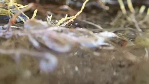 Algae close-up view Video stock 81452438