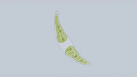 Algae Closterium sp as a crescent under a microscope, Order Desmidiales Stock Footage 158292963