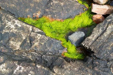 Algae on Coast Rocks Stock-Fotos