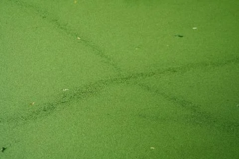 Algae coverd pond Stock Photos