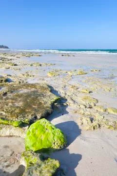 Algae covered coral blocks at diani beach Stock Photos