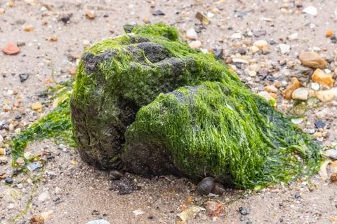 Algae covered eroded tree stump Stock Photos