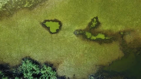 Algae covered lake Stock Footage 168946752