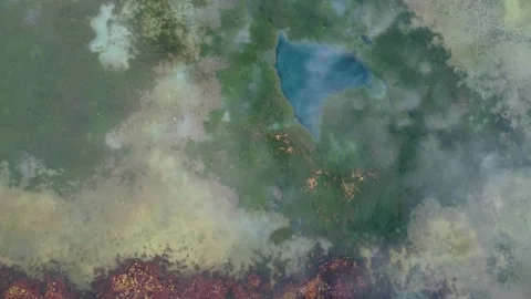 Algae-Covered Lake Surface Stock Footage 168556393