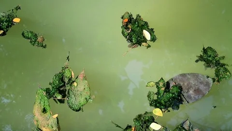 Algae covered leaves floating on planktonic water Stock Footage 85096060