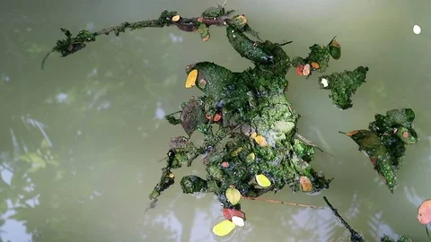 Algae covered leaves floating on planktonic water Stock Footage 85096509