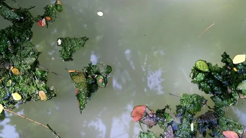 Algae covered leaves floating on planktonic water Stock Footage 85096835