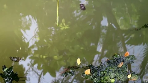 Algae covered leaves floating on planktonic water Stock Footage 85097817