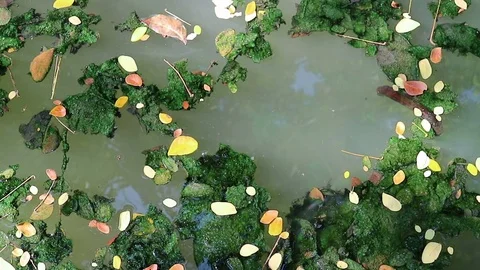 Algae covered leaves floating on planktonic water Stock Footage 85098835