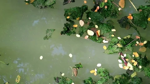 Algae covered leaves floating on planktonic water Stock Footage 85099236