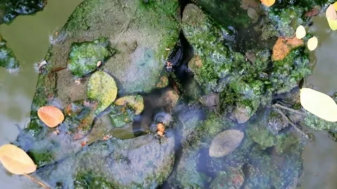 Algae covered leaves floating on planktonic water Stock Footage 85099652