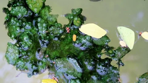Algae covered leaves floating on planktonic water Stock Footage 85099761
