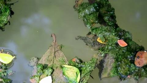 Algae covered leaves floating on planktonic water Stock Footage 85100195