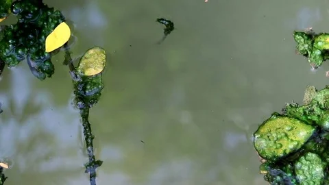 Algae covered leaves floating on planktonic water Stock Footage 85100802