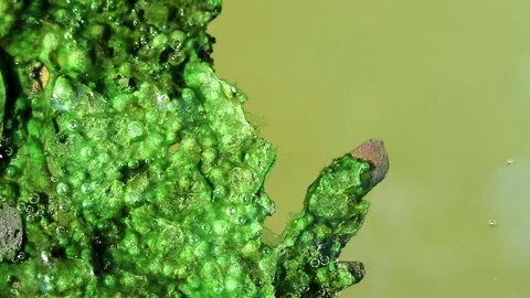 Algae covered leaves floating on planktonic water Stock Footage 85101064