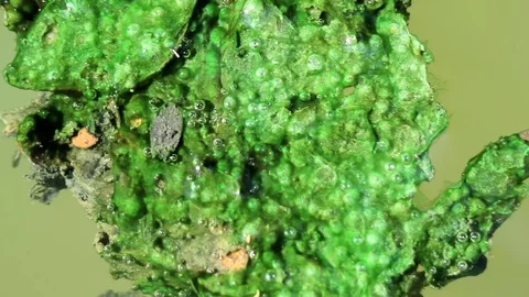 Algae covered leaves floating on planktonic water Stock Footage 85101207