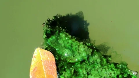 Algae covered leaves floating on planktonic water Stock Footage 85101243