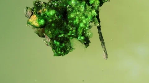 Algae covered leaves floating on planktonic water Stock Footage 85101294
