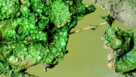 Algae covered leaves floating on planktonic water Stock Footage 85101469