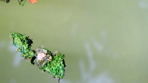 Algae covered leaves floating on planktonic water Stock Footage 85101560