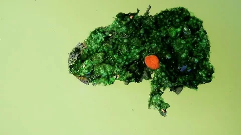 Algae covered leaves floating on planktonic water Stock Footage 85101563