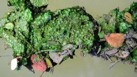Algae covered leaves floating on planktonic water Stock Footage 85101758