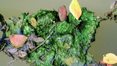 Algae covered leaves floating on planktonic water Stock Footage 85101835