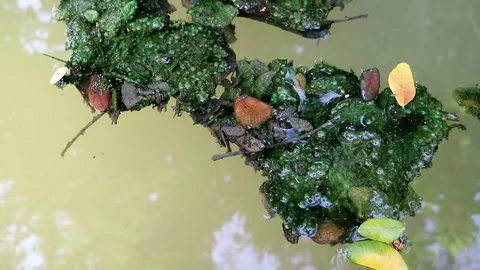Algae covered leaves floating on planktonic water Stock Footage 85101863