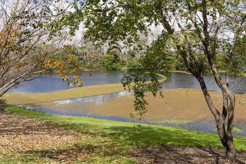 Algae Covered Pond At Botanic Gardens Stock Photos