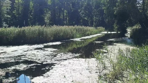 Algae covered pond in a forest Stock Footage 159741947