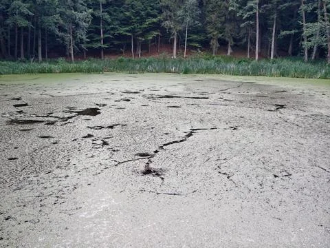 Algae covered pond over cracked mud flats in quiet forest wetland with still Stock-Fotos