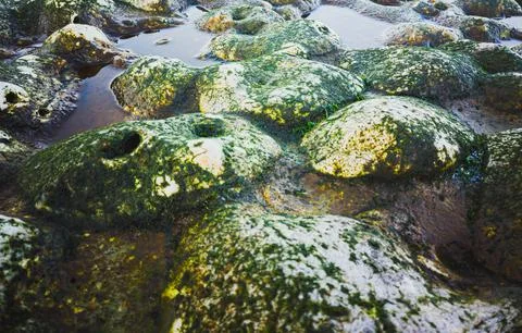 Algae-Covered Rock Formations on Étretat Beach, France Stock Photos
