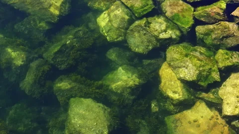 Algae-Covered Rocks in Clear Water Stock Footage 278522346