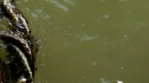 Algae covered rope floating on water Stock Footage 91175316