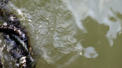 Algae covered rope floating on water Stock Footage 91175376