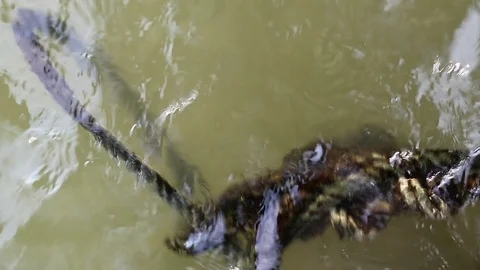 Algae covered rope floating on water Stock Footage 91175636